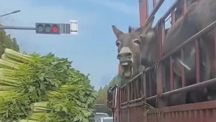 一头驴竟然开口骂人：至于说什么我就有点听不懂呢！
