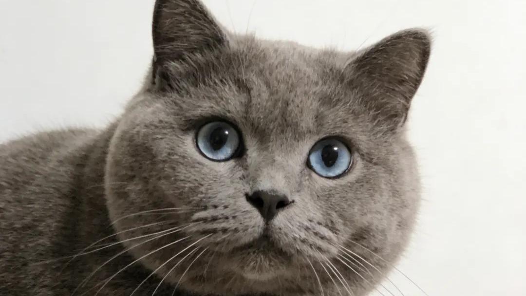 如何巧妙化解“新旧”猫咪矛盾