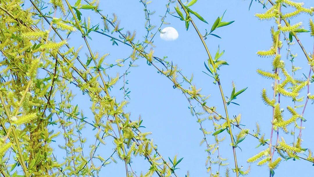 论文哪些部分会查重？论文查重范围在哪里