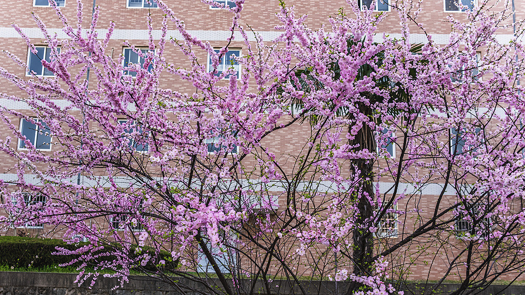 《和繁重的工作一起修行》：在纷乱中寻得寂静，才是真正的自由