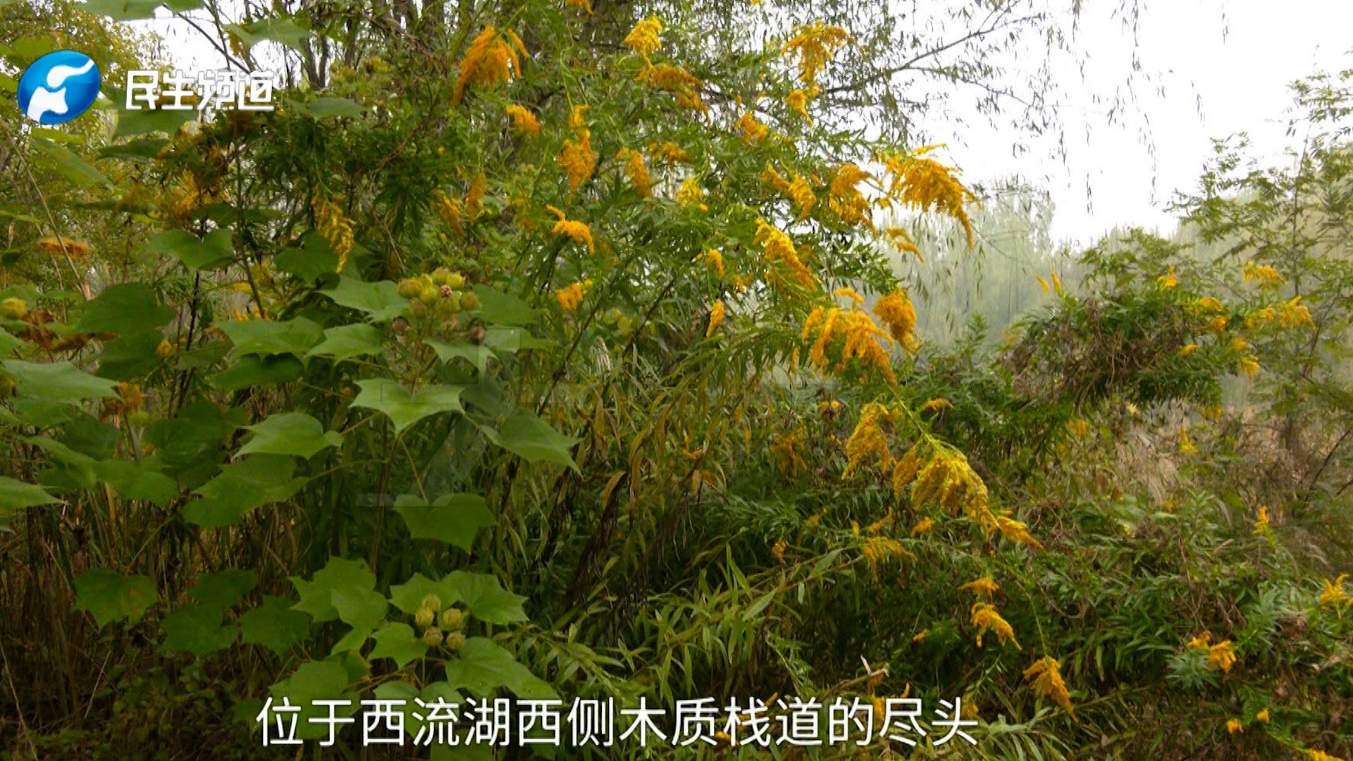 一旦发现，请立即上报！加拿大一枝黄花又出现，“一级恶性入侵植物，清除时要连根拔起”#媒体原创