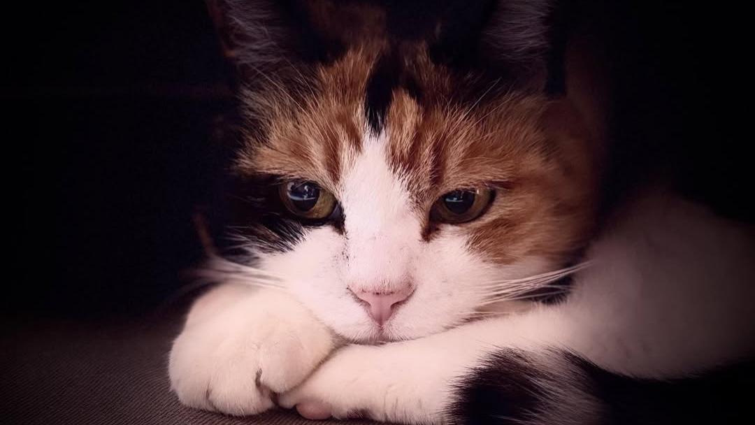 为什么人们常说猫咪能“感知主人是否身体不适”？