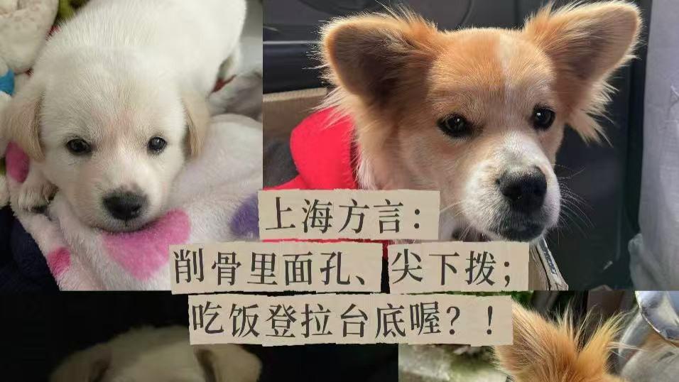 上海方言：削骨里面孔、尖下拨；切饭登拉台底喔？！