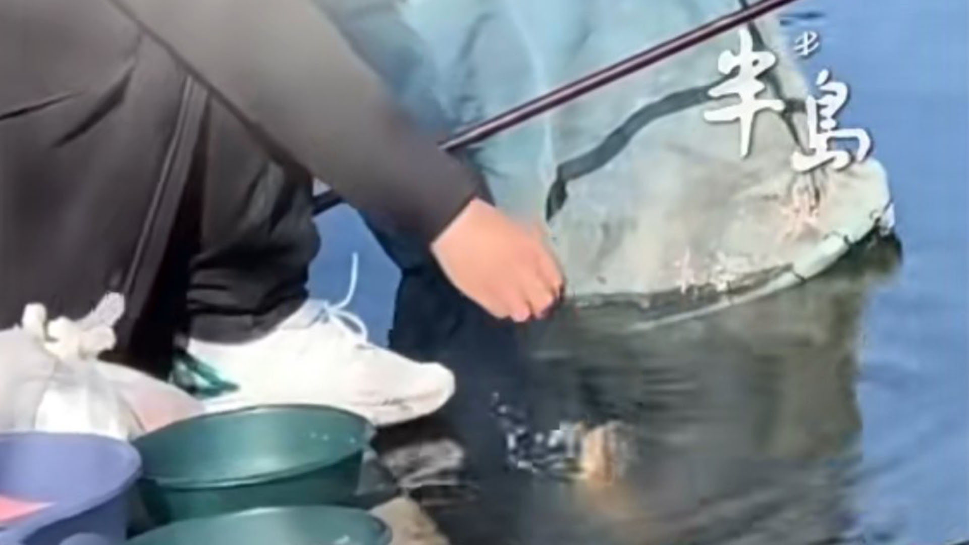 30斤大鱼游上岸向垂钓哥讨食！大哥淡定投喂后继续钓鱼，网友炸锅