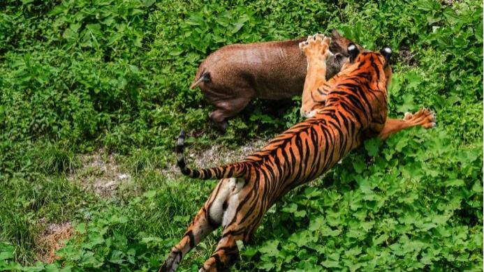 一活鸡把华南虎吓到两天没敢吃饭？别笑，这是真事！现在咋样了？ 过去20年了，华南虎还被活鸡吓到吃不下