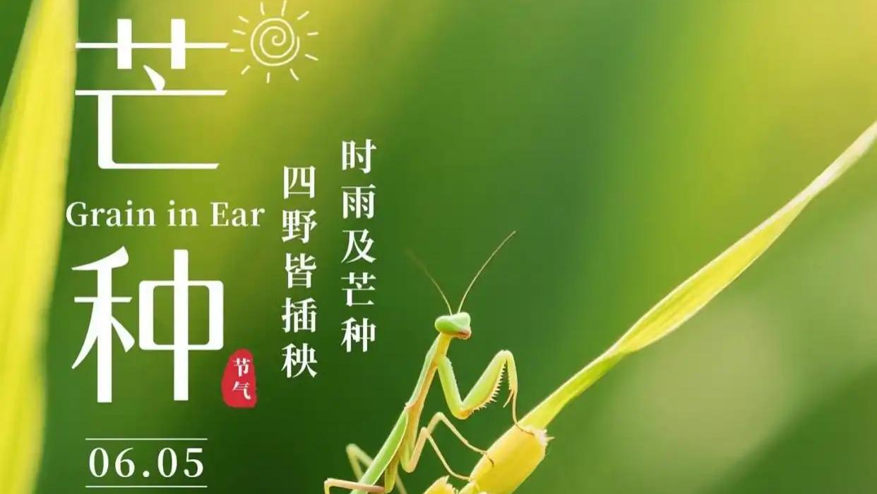 芒种：一收一种间，岁月的农忙与深情