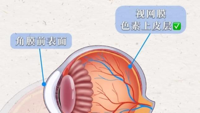 孩子“眼轴变短”是真的吗？专家解惑：科学防控关键看这几点！