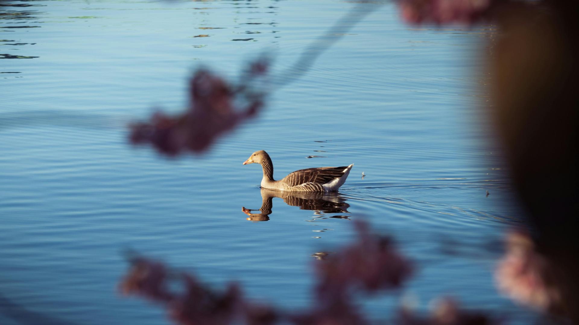 安遇情感咨询：越“凉薄”的女人男人越爱！