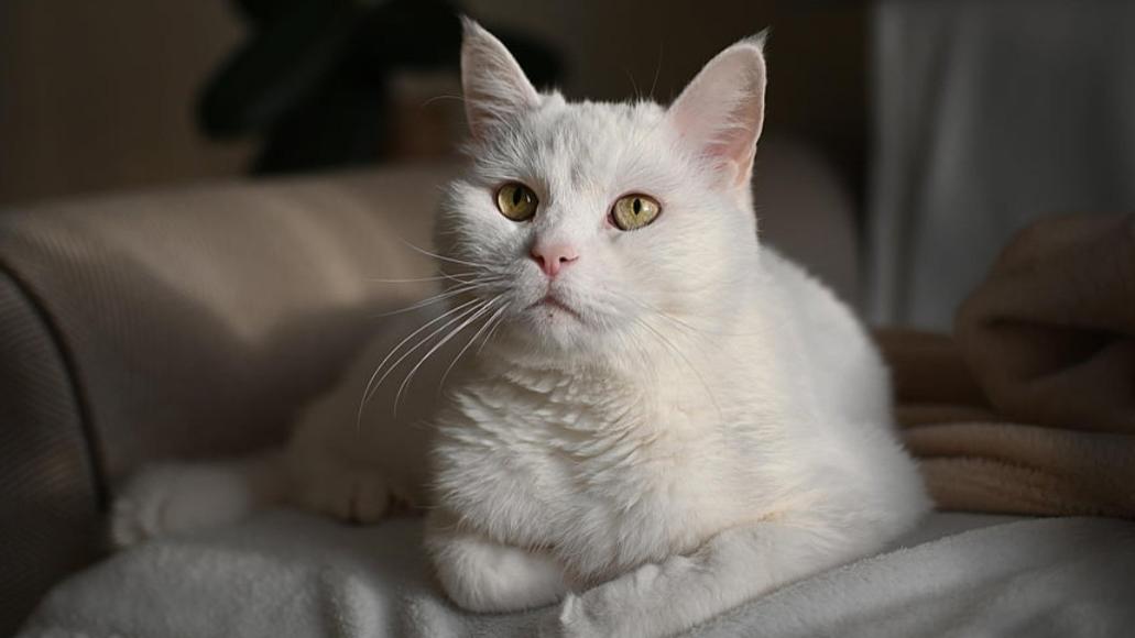 【新手养猫】成猫吃幼猫粮会怎么样？实测猫粮排行榜TOP3优质产品