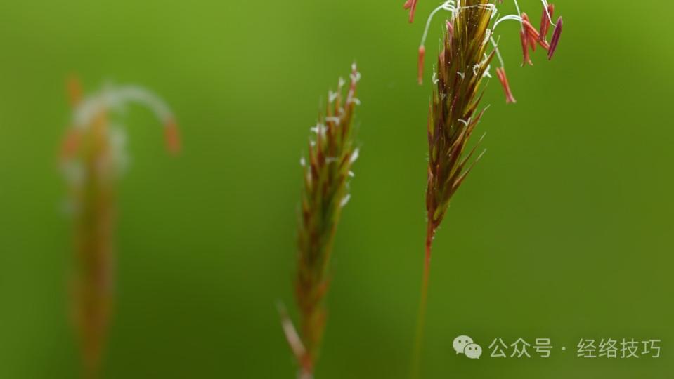 少吃主食还不掉秤，肚子总坠胀？把主食换一换，肚子或轻松不少