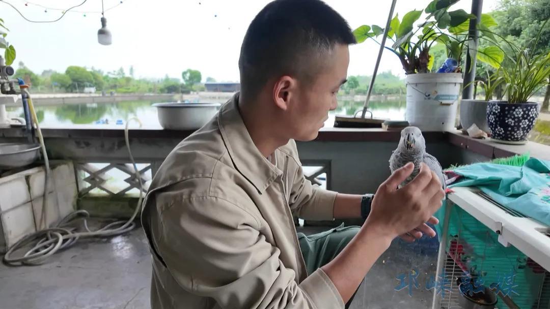 咱们村里的年轻人丨“雀儿哥”陈宇：退伍回乡养鹦鹉，带动乡邻共致富