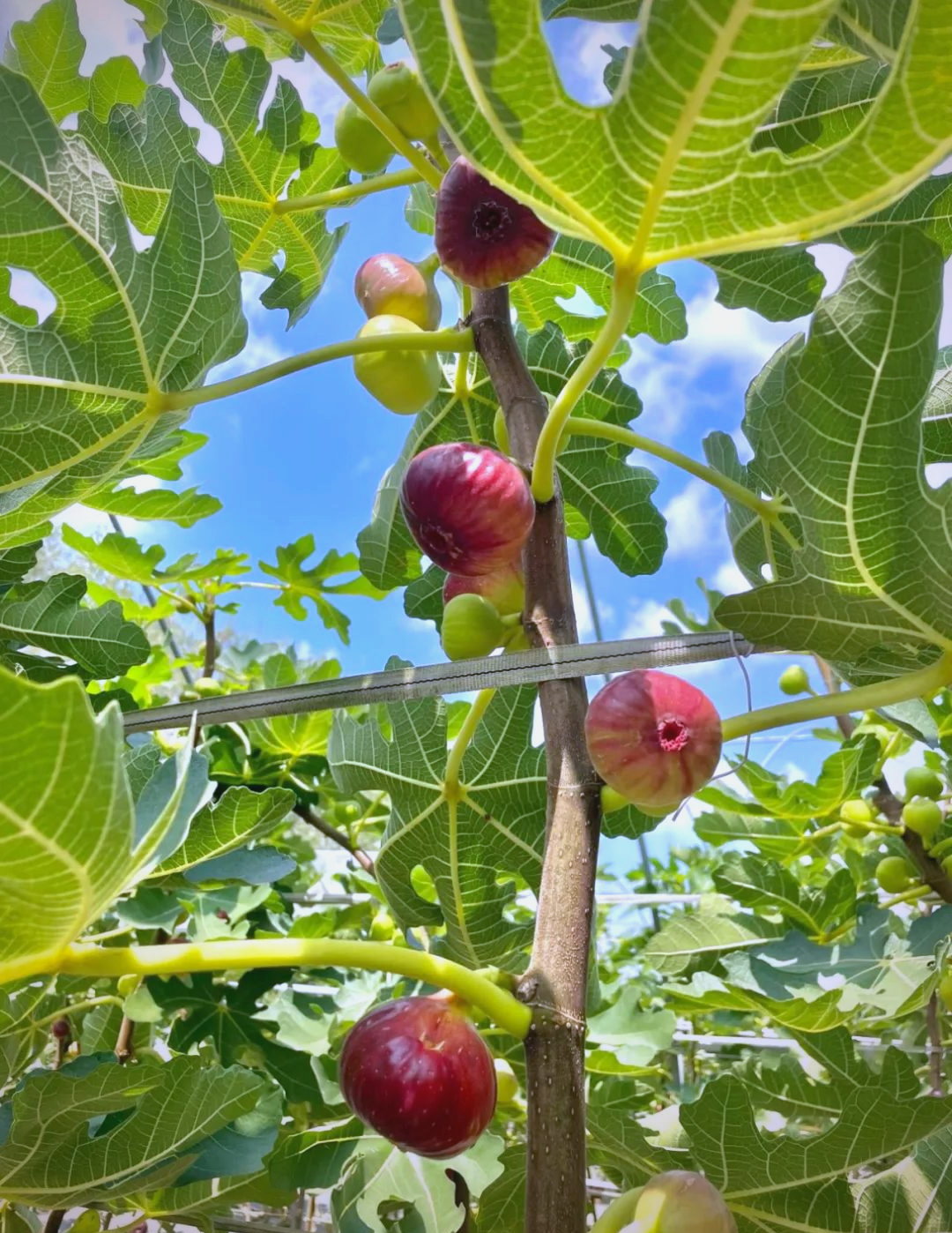 山东烟台水果🍈无花果好好吃！