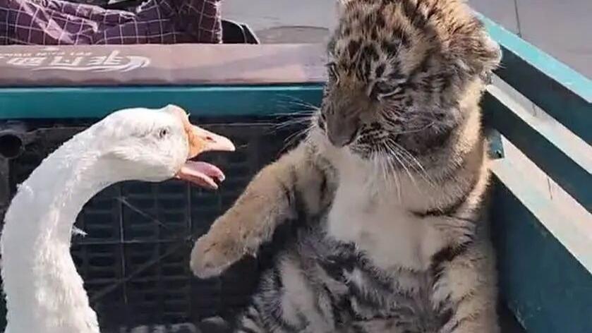 产蛋比不过鸡，长肉比不过鸭，人类为何要驯服凶猛的大鹅？