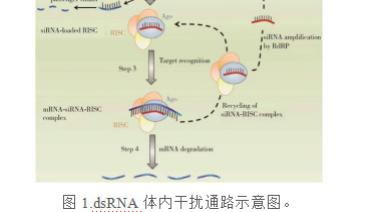 线虫、昆虫、真菌、植物RNAi实验干货之dsRNA合成实验操作指南