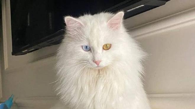 猫咪也分学霸学渣？越笨越招人疼，金渐层打架总输却成人气王