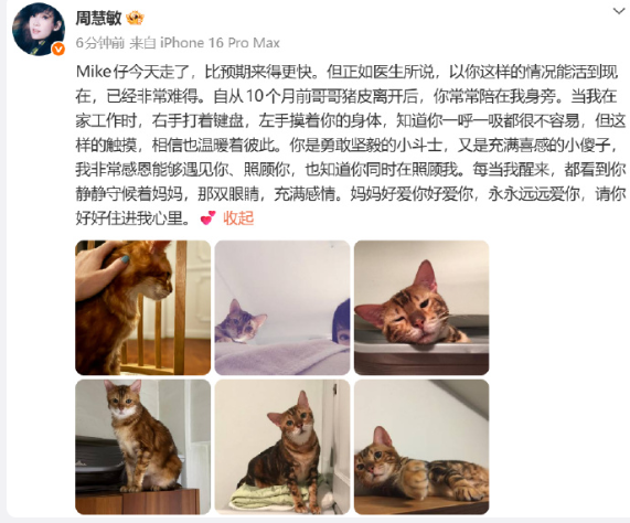 周慧敏发文纪念自己今天去世的猫猫：Mike仔今天走了，比预期来得更快。但正如医生