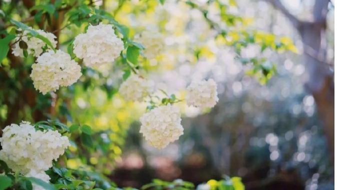 申城好拍的“冰激凌”已到盛花期