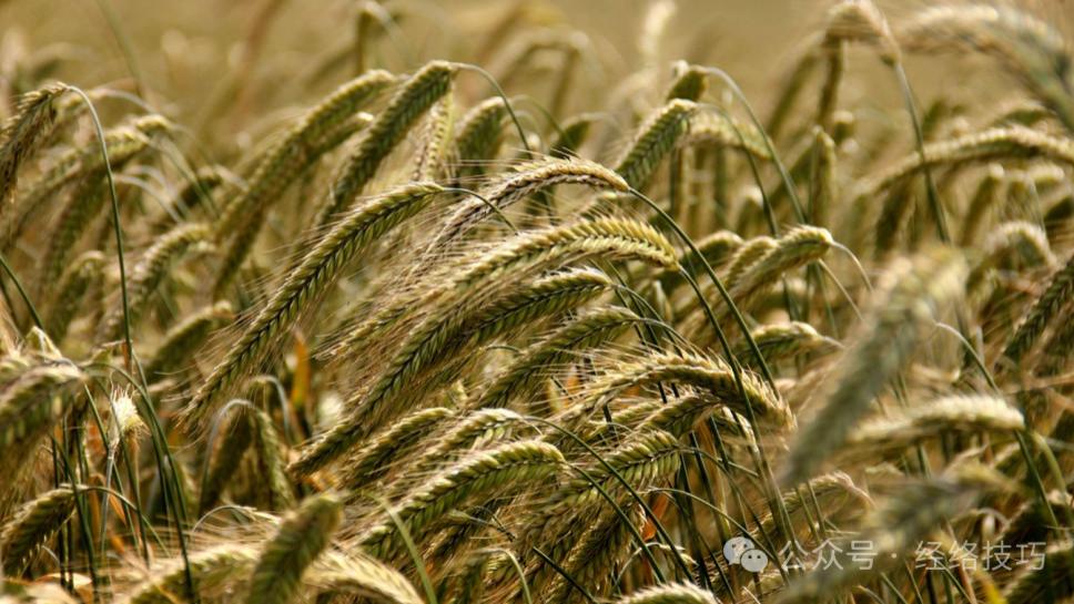 方法很土，但“养脾胃”很快，肚子总胀鼓，胃口差、怕冷的人或可一试