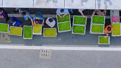 浙江长兴：春茶交易