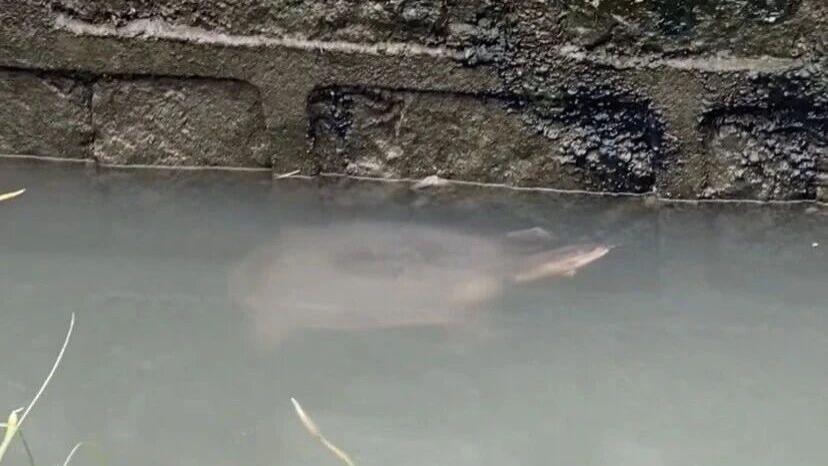 第一次见到河里的乌龟，可以这么大一只，它是怎么长大的！