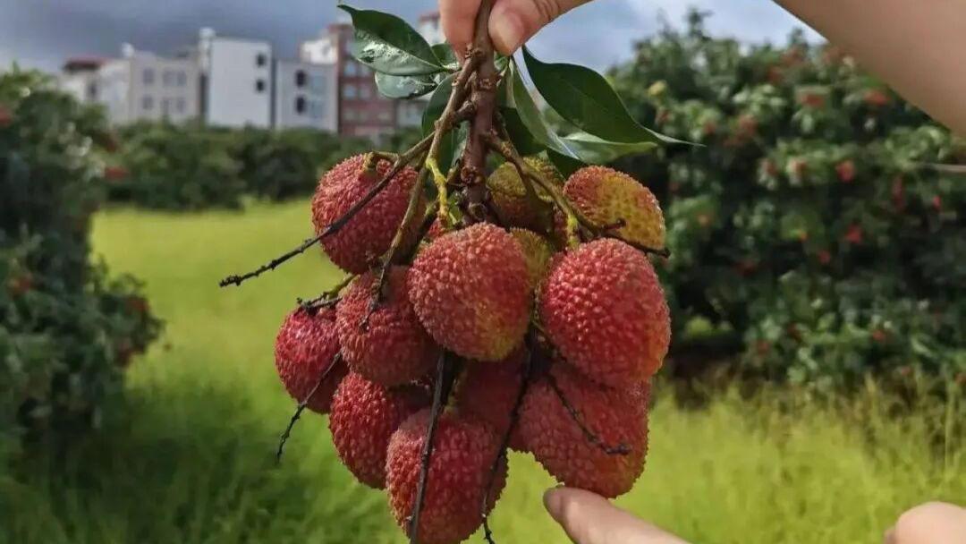 京东复刻新的“荔枝道”：没有驿马，只有冷链