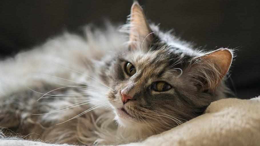希喂、诚实一口、爱肯拿哪个猫粮好？猫粮排行榜前十名TOP3实测分享