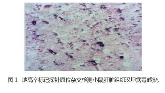 原位杂交实验技术要点与操作指南