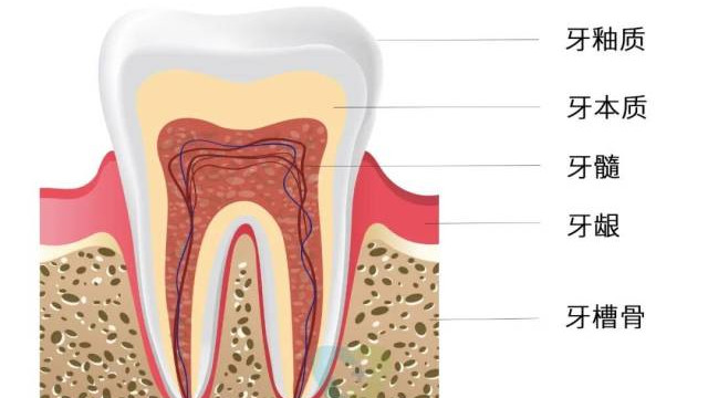 国家新政策来了！保护孩子的“活牙神经”，这件事家长一定要知道