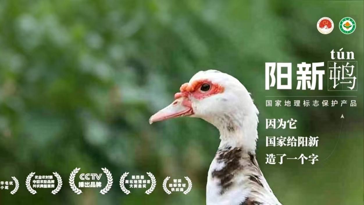 校企协同赋能产业升级 阳新屯鸟数字化营销方案斩获全国大奖