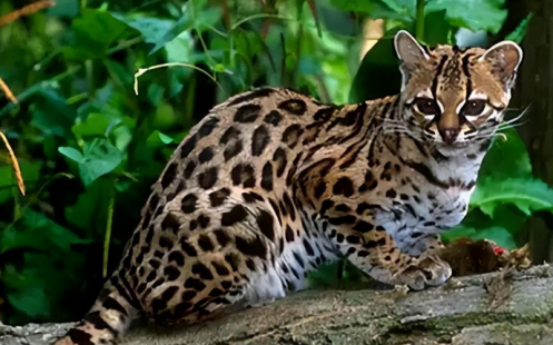 四川农妇捡到““狸花猫””养7年，带去体检后，医生颤抖：这不是猫