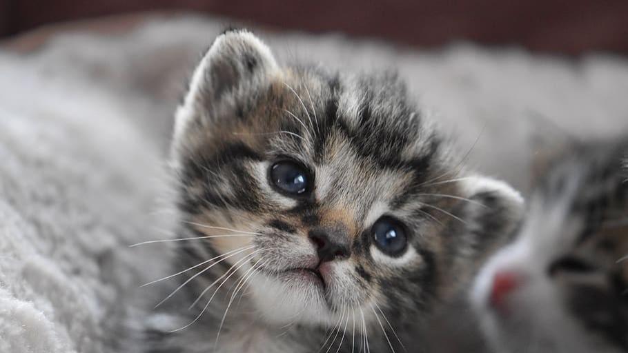 猫一个月吃多少斤猫粮？2026猫粮品牌十大排行宝藏品牌推荐