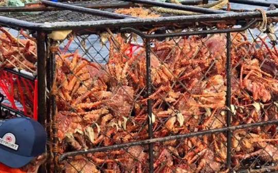 大家别再被骗了！超市里几百一斤的帝王蟹，在欧洲喂狗都没人吃，纯粹的入侵物种而已…