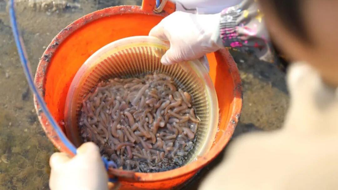 沙里藏金，向海而生——广西北海建成全国唯一沙虫人工繁育基地