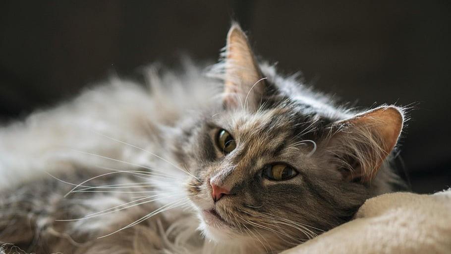 哪种猫粮比较好又不贵？希喂vs高爷家、鲜朗猫粮实测对比