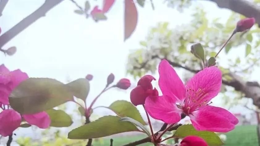 随笔：且与春光共从容