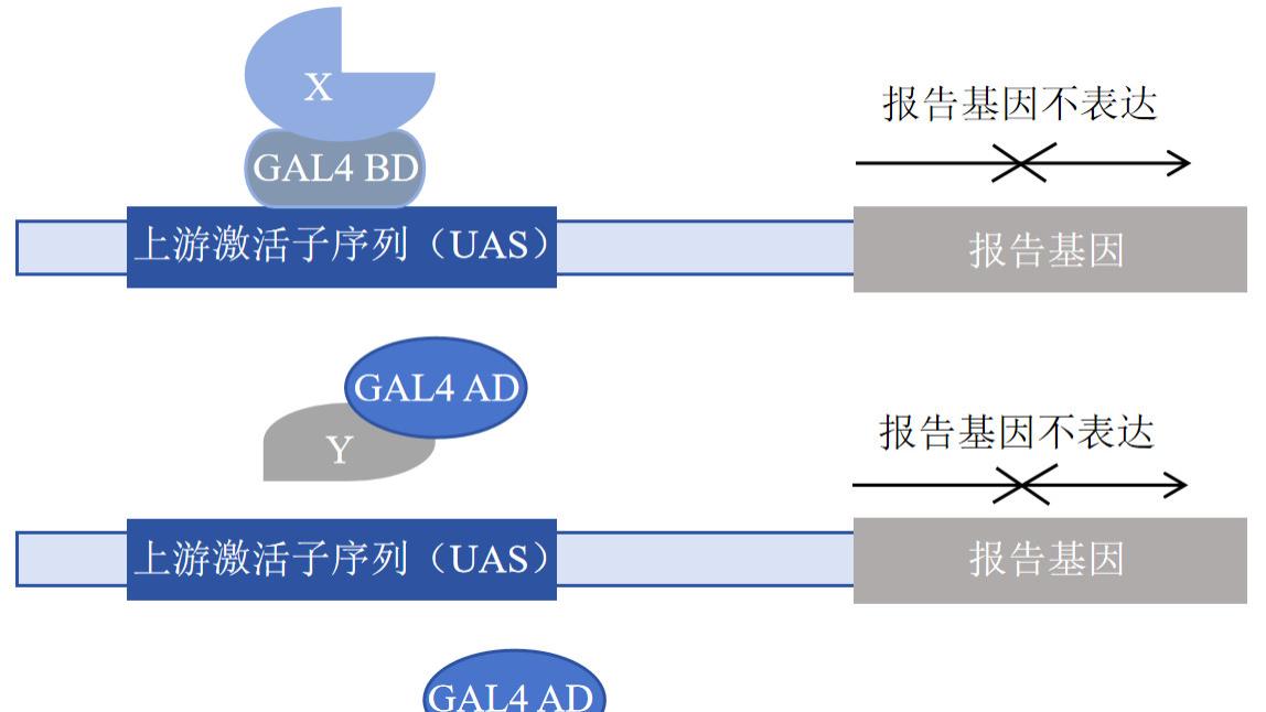 酵母三杂交与单杂交：解析分子互作的分层研究工具