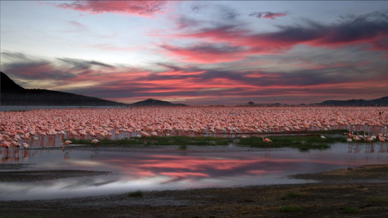 ”观鸟天堂“——纳库鲁湖