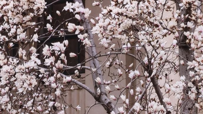 上海：白玉兰已绽放枝头