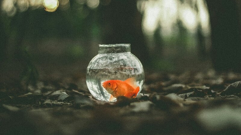 不内耗，是成年人最顶级的自律