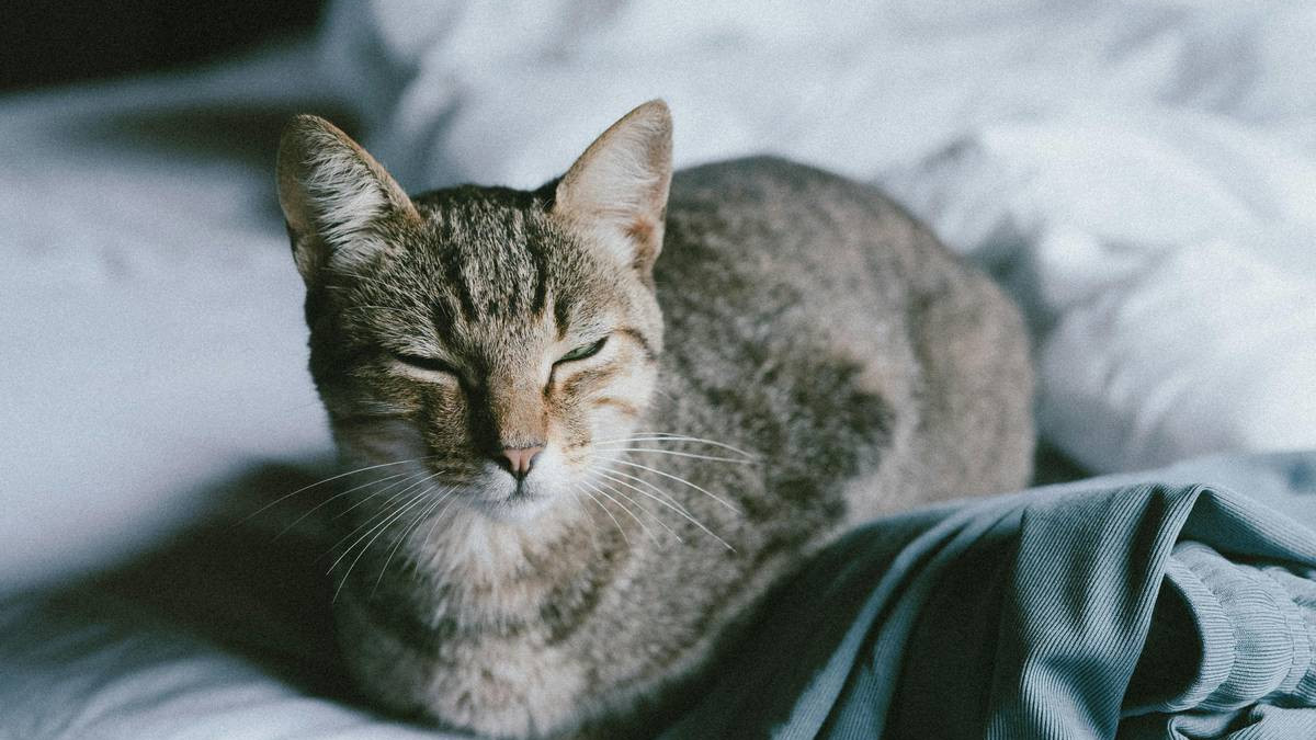 成猫粮和幼猫粮的区别是什么？三款上榜猫粮排行榜前十名产品分享