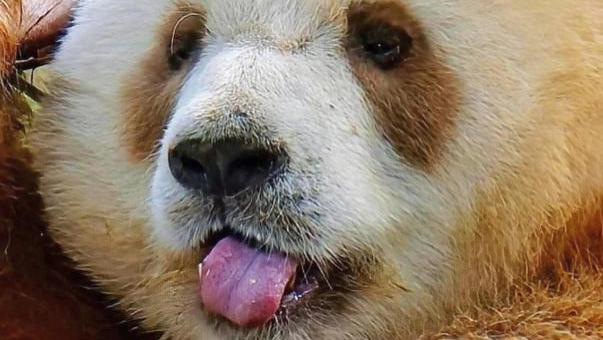 熊猫颜值TOP10出炉！无内定不看后台! 你的“心上熊”排第几？