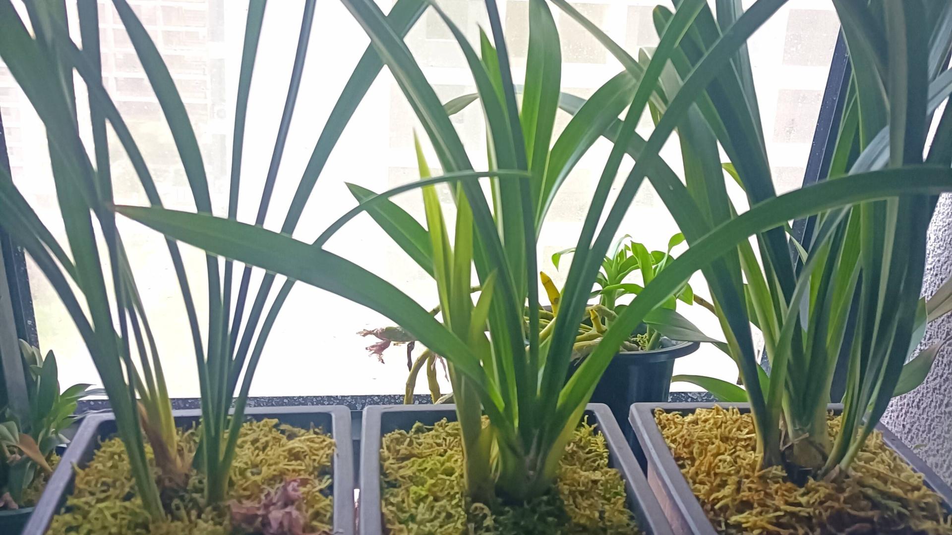 植兰记：一隅心田的修行