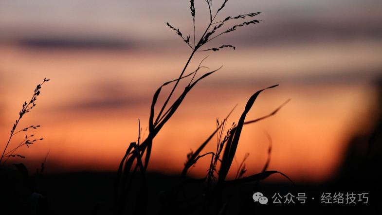 春天使劲吃这菜，一帮去燥，二帮健脾，三帮养肝，四帮护眼，煮汤喝太鲜了，现正当季，错过可惜了！