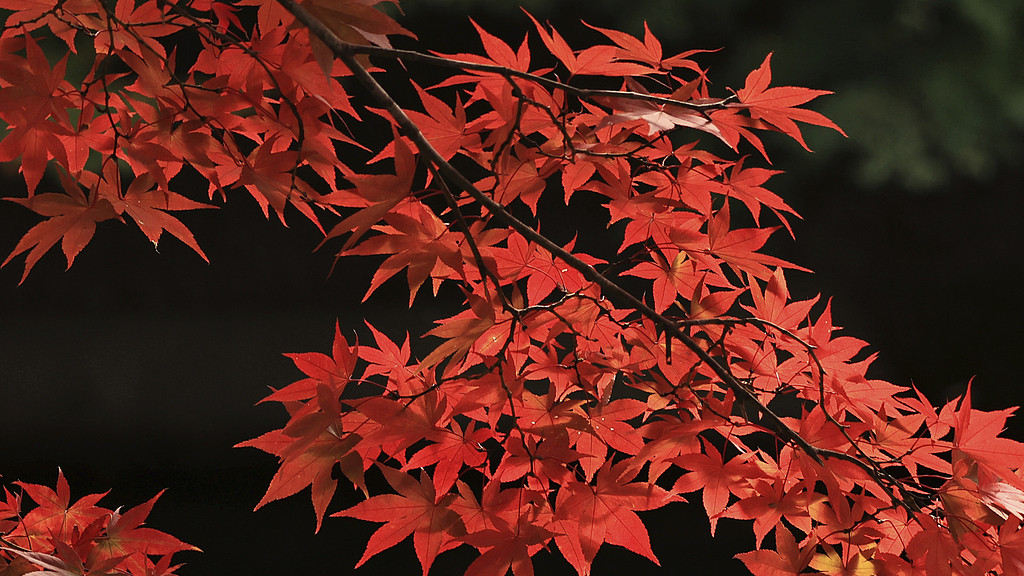 当树叶与心跳共振时