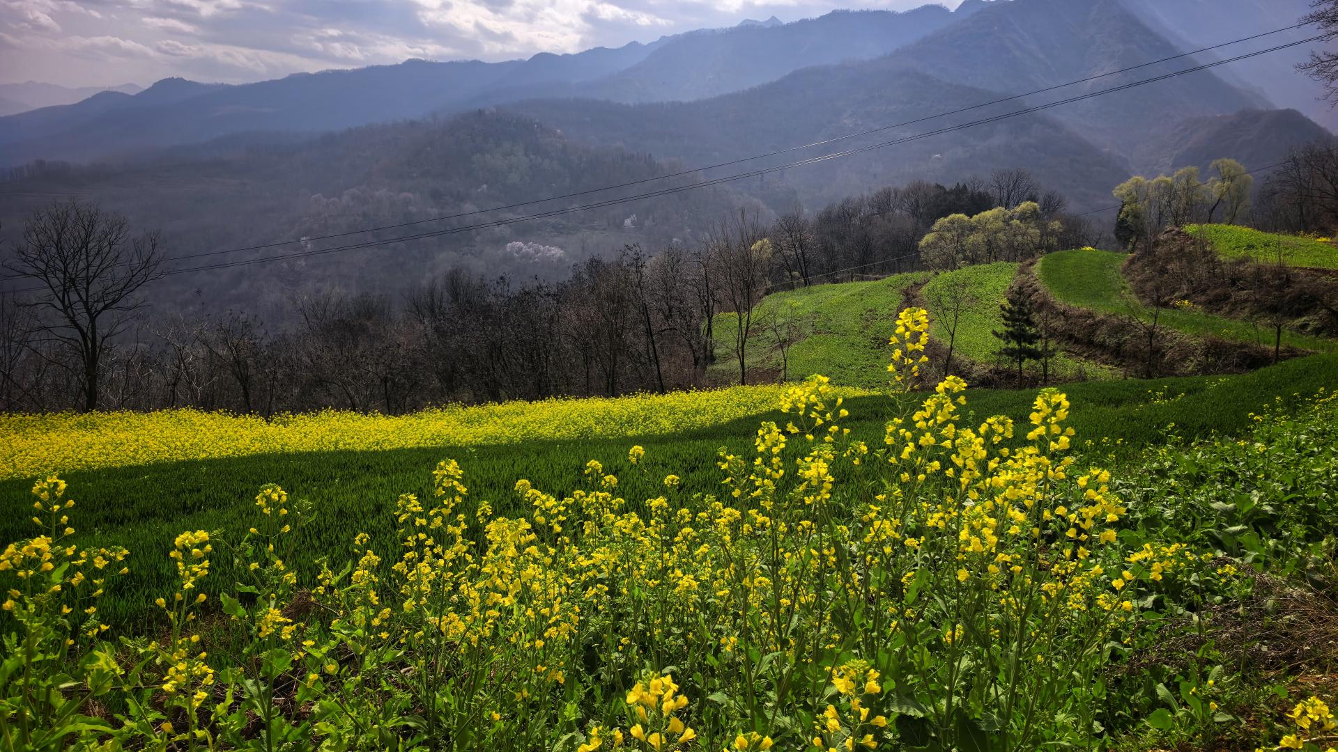 出去踏青花可以赏，野菜可不要乱挖，感谢这位山村的好大姐