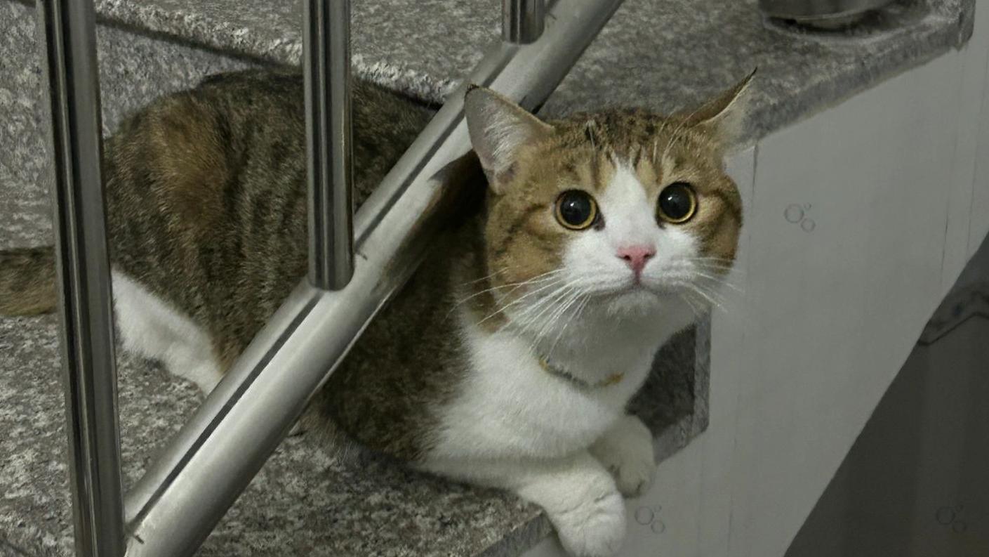 猫猫楼梯间偷袭你？这波操作简直绝了！