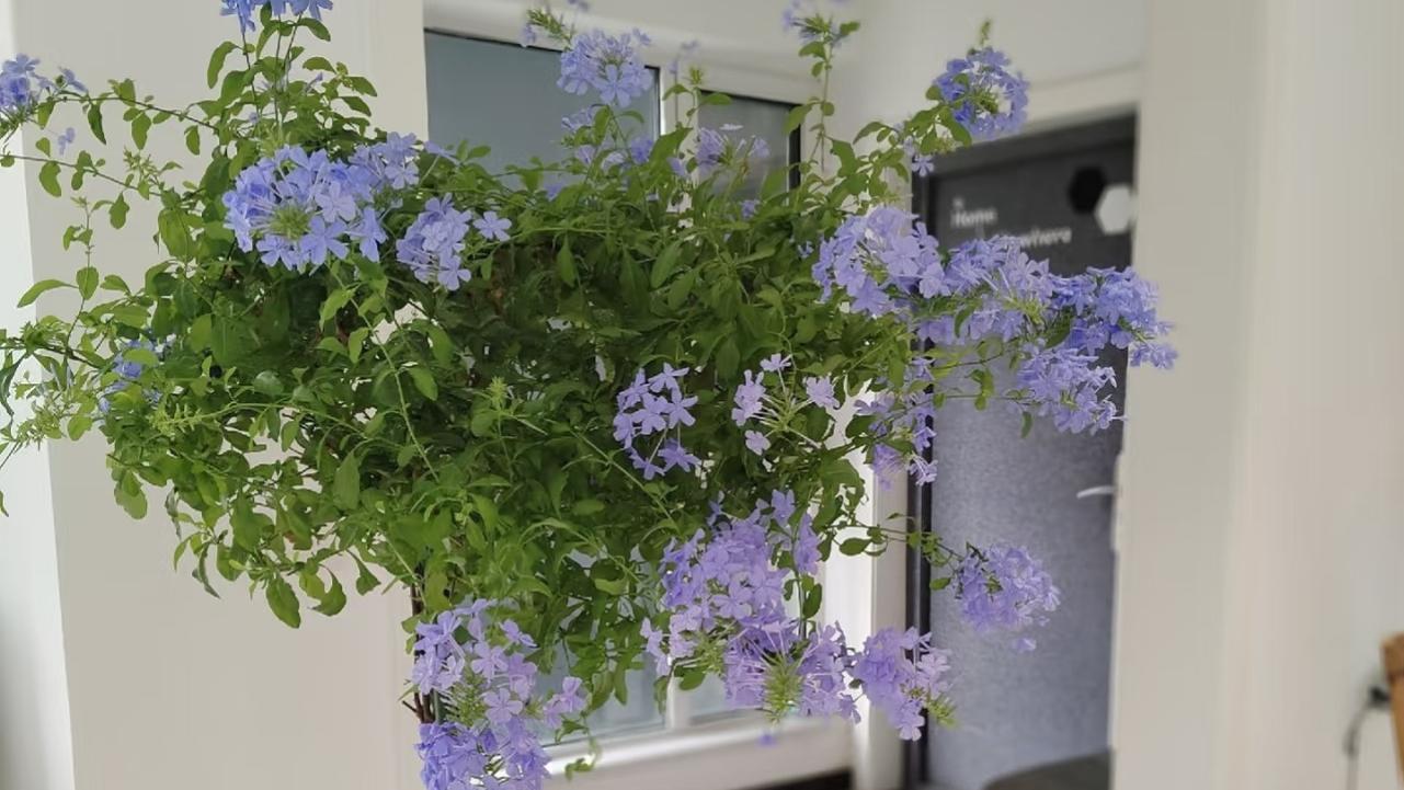 河北一阿姨蓝雪花3年“成飘花树”，360天开花，网友：如何养成？