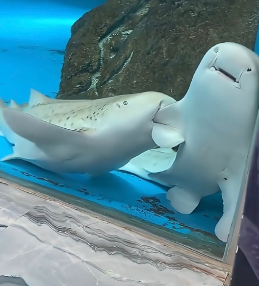 哈哈哈，笑死我了，去动物园还能看到上班时间吃同事的名场面，怎么可可爱爱的