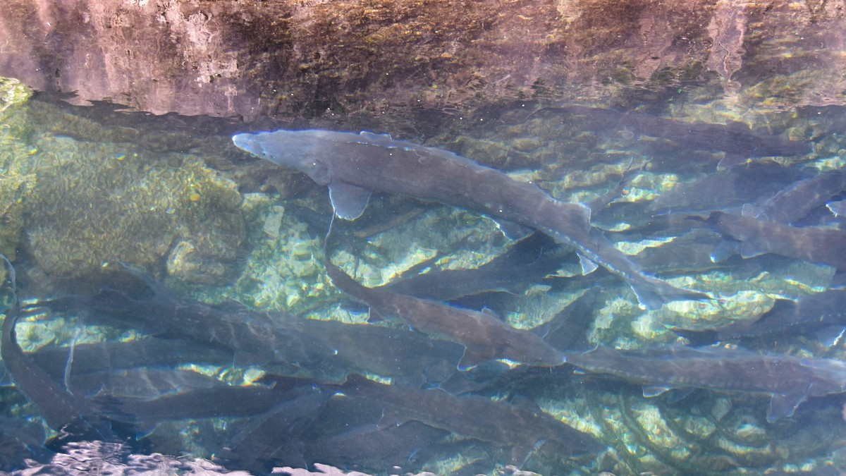 全國休閑渔業示範點