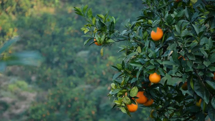 北纬30°外的“水果奇迹”，藏着95后女孩笨拙里的“真”